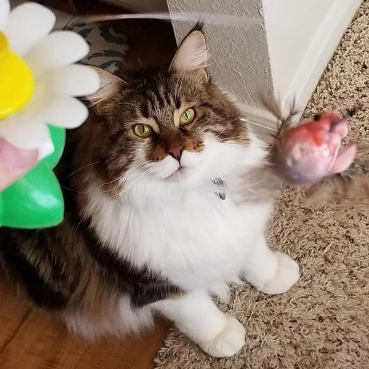 Größen Interaktives Katzenspielzeug – Purrfect Play