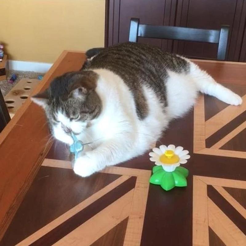 Größen Interaktives Katzenspielzeug – Purrfect Play