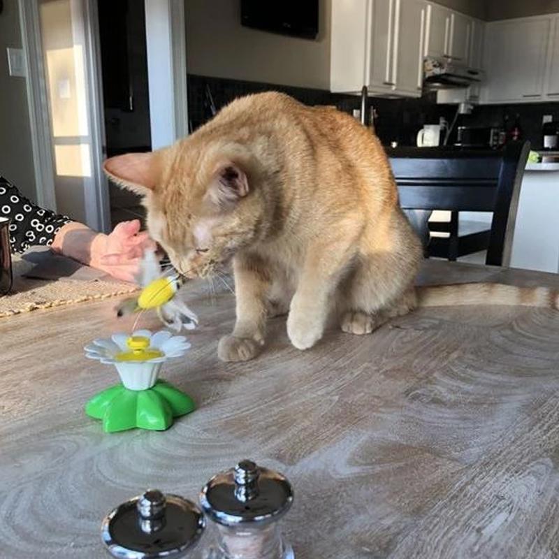 Größen Interaktives Katzenspielzeug – Purrfect Play