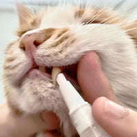 Pet Toothbrush Pen - PetSmile