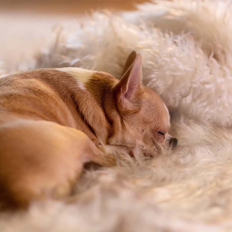 Manta impermeable de lujo para mascotas – CozyPaw™