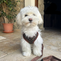 Hundevest og båndsett – PawLuxe