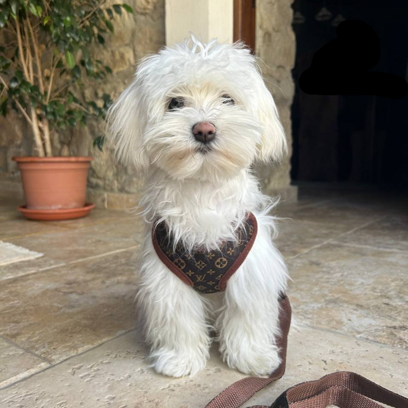 Hundevest og båndsett – PawLuxe