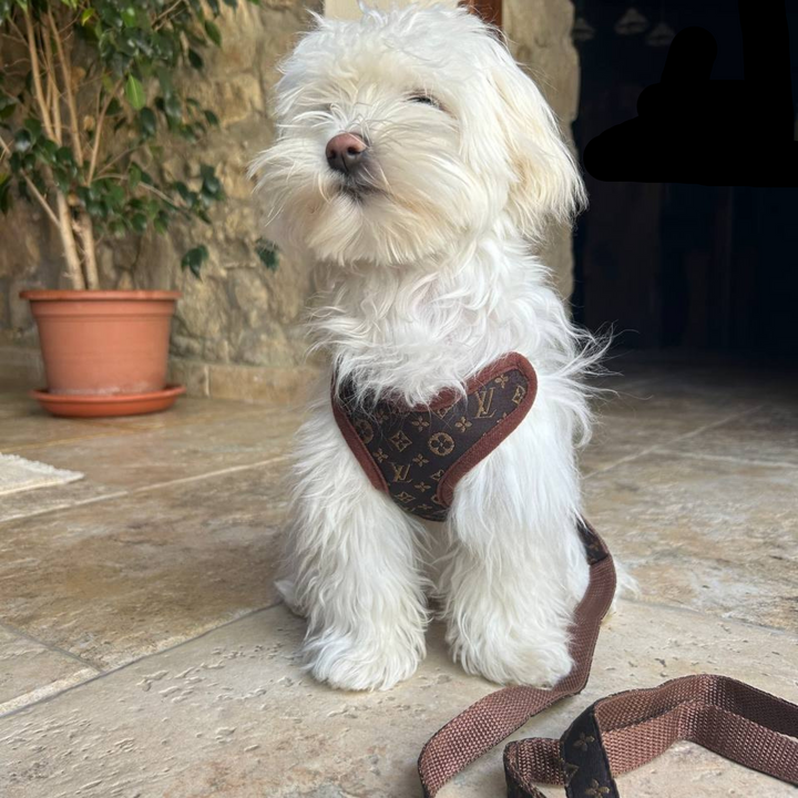 Hundevest og båndsett – PawLuxe