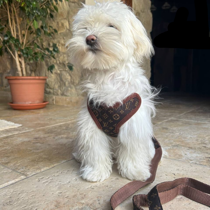 Hundevest og båndsett – PawLuxe