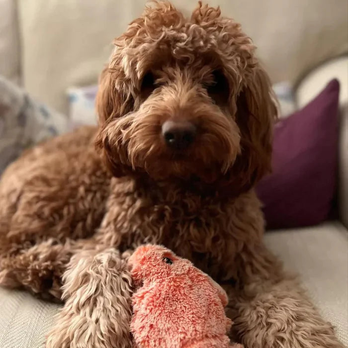 Juguete para perro móvil con sensor de movimiento - PlayPal