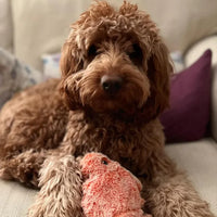 Juguete para perro móvil con sensor de movimiento - PlayPal
