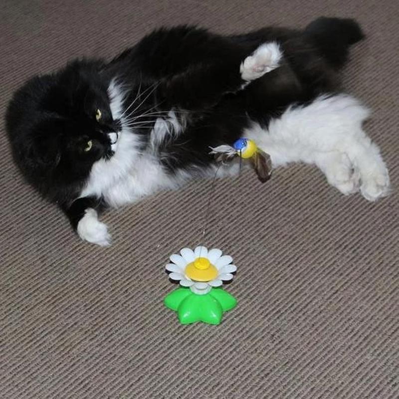 Größen Interaktives Katzenspielzeug – Purrfect Play