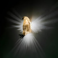 Aplique de pared con alas iluminadas - LumaWings