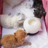 Compact Milk Bowl for Kittens - KittySip