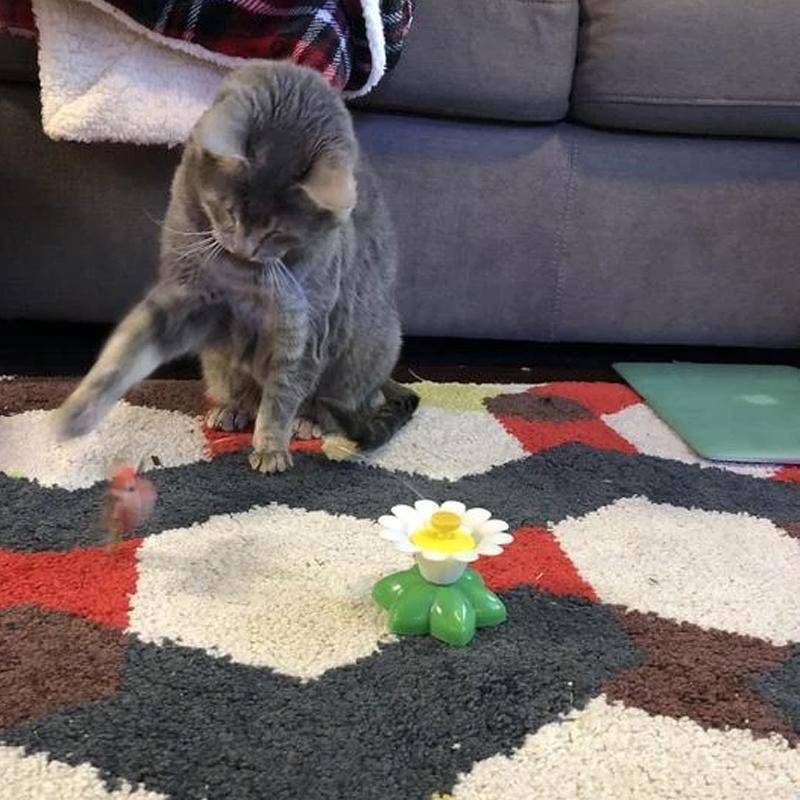 Größen Interaktives Katzenspielzeug – Purrfect Play