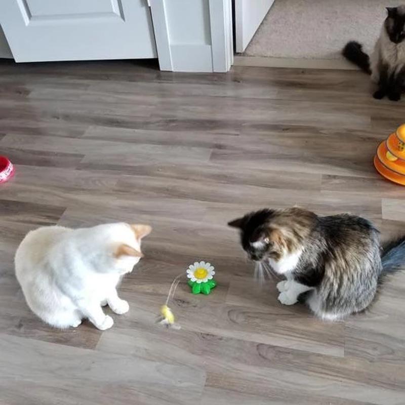 Größen Interaktives Katzenspielzeug – Purrfect Play