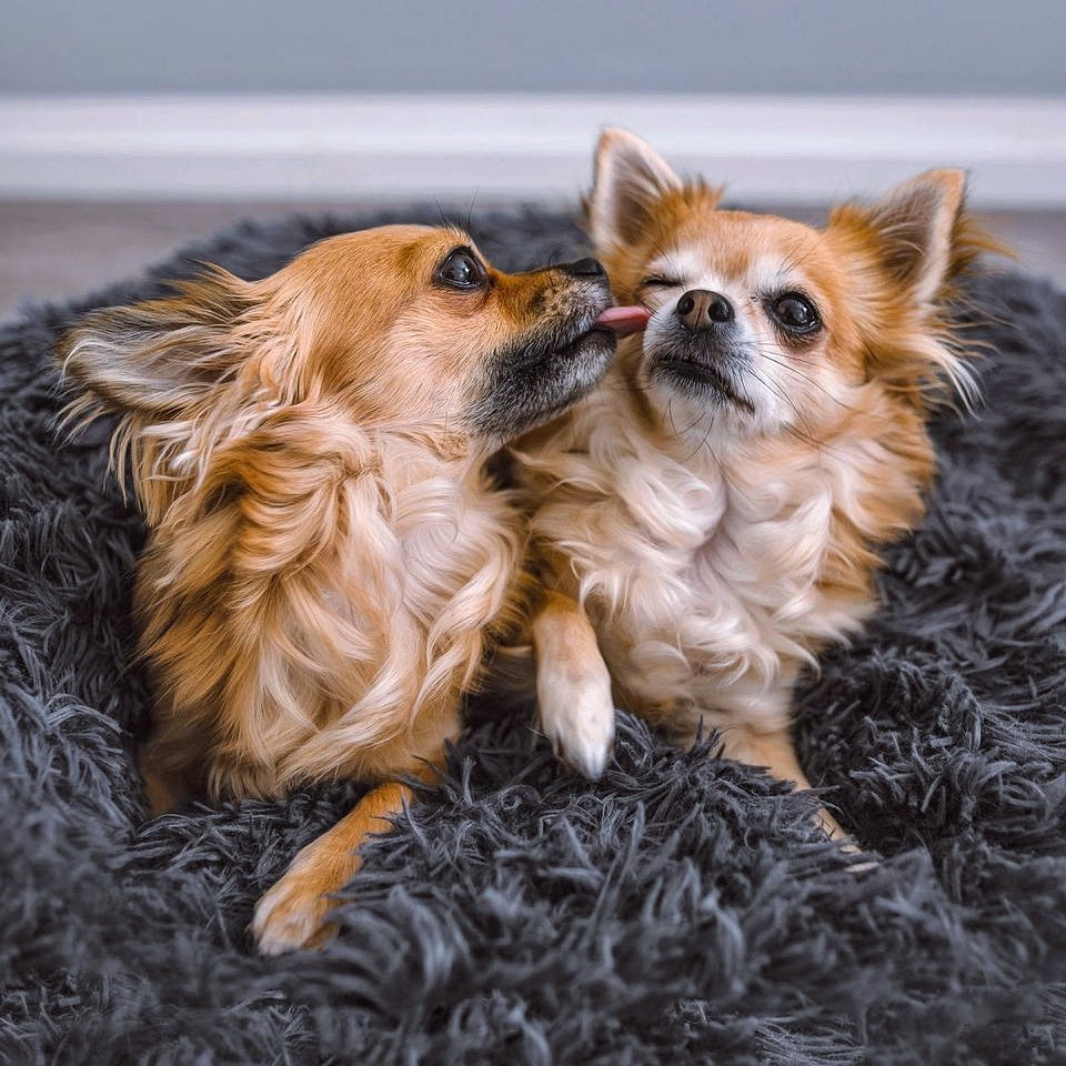 Hundeseng Fluffy Plus - Den originale