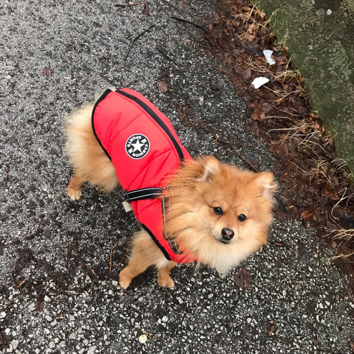 Flauschiger Zwergspitz in der roten Jacke blickt von oben in die Kamera, Weg mit Laub im Hintergrund. 11