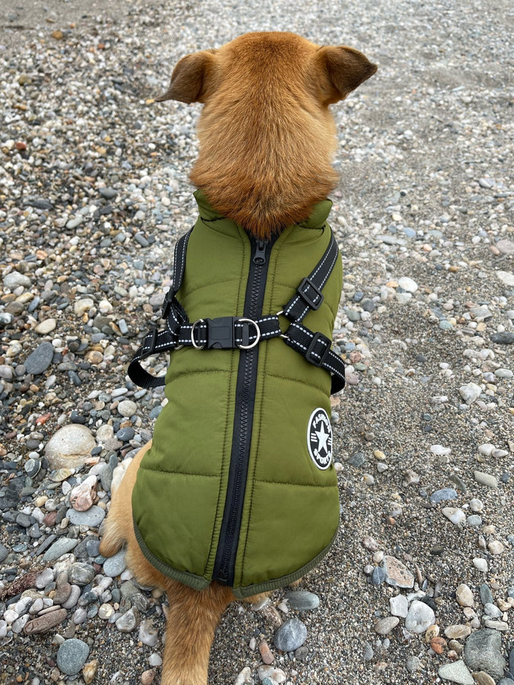 Rückenansicht eines Hundes in der grünen Jacke mit Reißverschluss und gekreuztem Geschirr auf Kieselstrand. 13