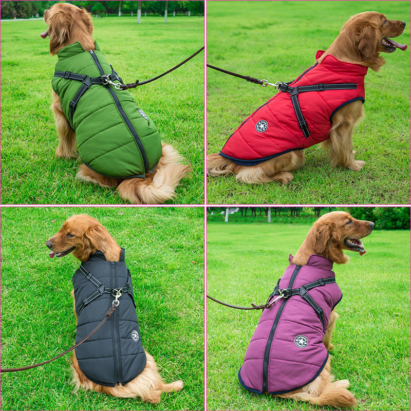 Vier Ansichten eines Golden Retrievers auf einer Wiese, der die Jacke in Grün, Rot, Schwarz und Violett trägt. 3