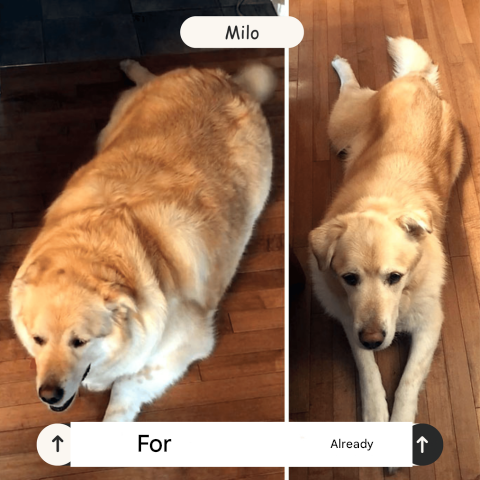 Lanzador de pelotas recargable para perros – FetchPro