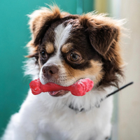 Der Verspielte Zahnpfleger für Hunde – BuddyChew