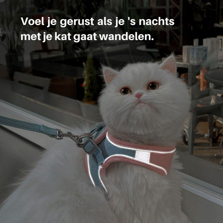Kattesele – Oscar