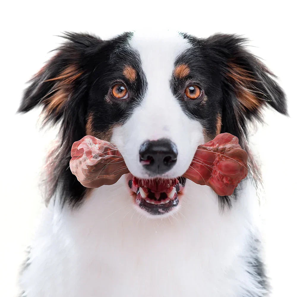 Der Verspielte Zahnpfleger für Hunde – BuddyChew