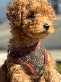 Hundevest og båndsett – PawLuxe
