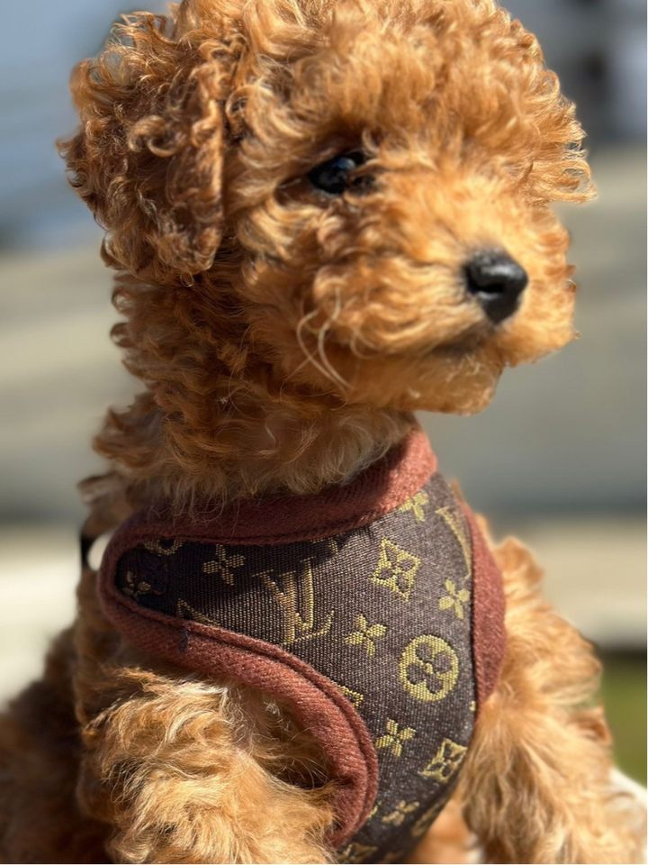 Hundevest og båndsett – PawLuxe