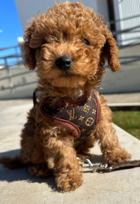 Hundevest og båndsett – PawLuxe