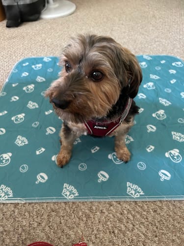 Leak-proof Pet Mat – PetPaws Comfort Mat