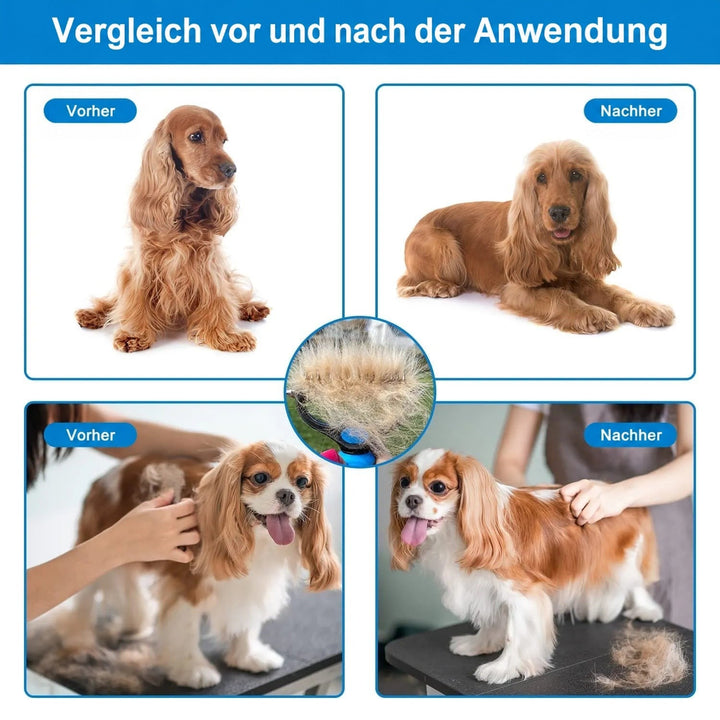 Vorher-nachher-Collage mit Cocker Spaniel und Cavalier King Charles Spaniel, in der Mitte ein Rechen voller herausgekämmter Unterwolle. 6