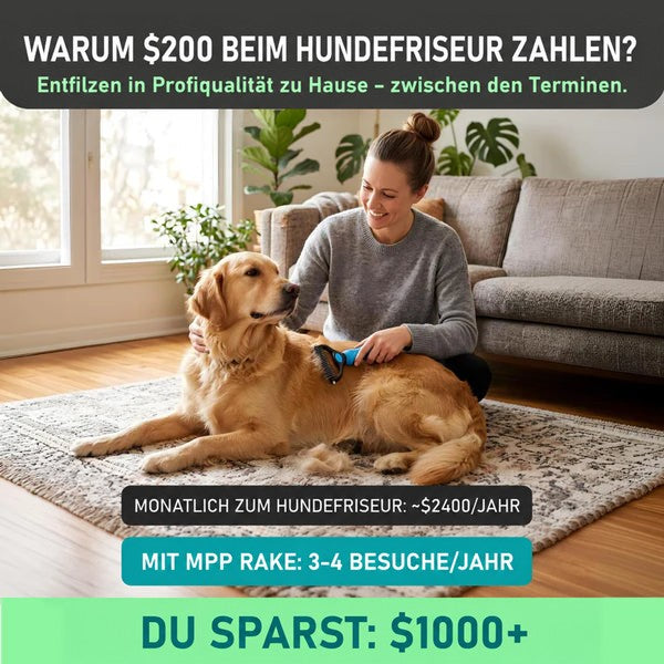 Frau kniet auf einem Teppich im Wohnzimmer und kämmt einen liegenden Golden Retriever mit dem blauen Rechen, daneben lose Haarbüschel. 2