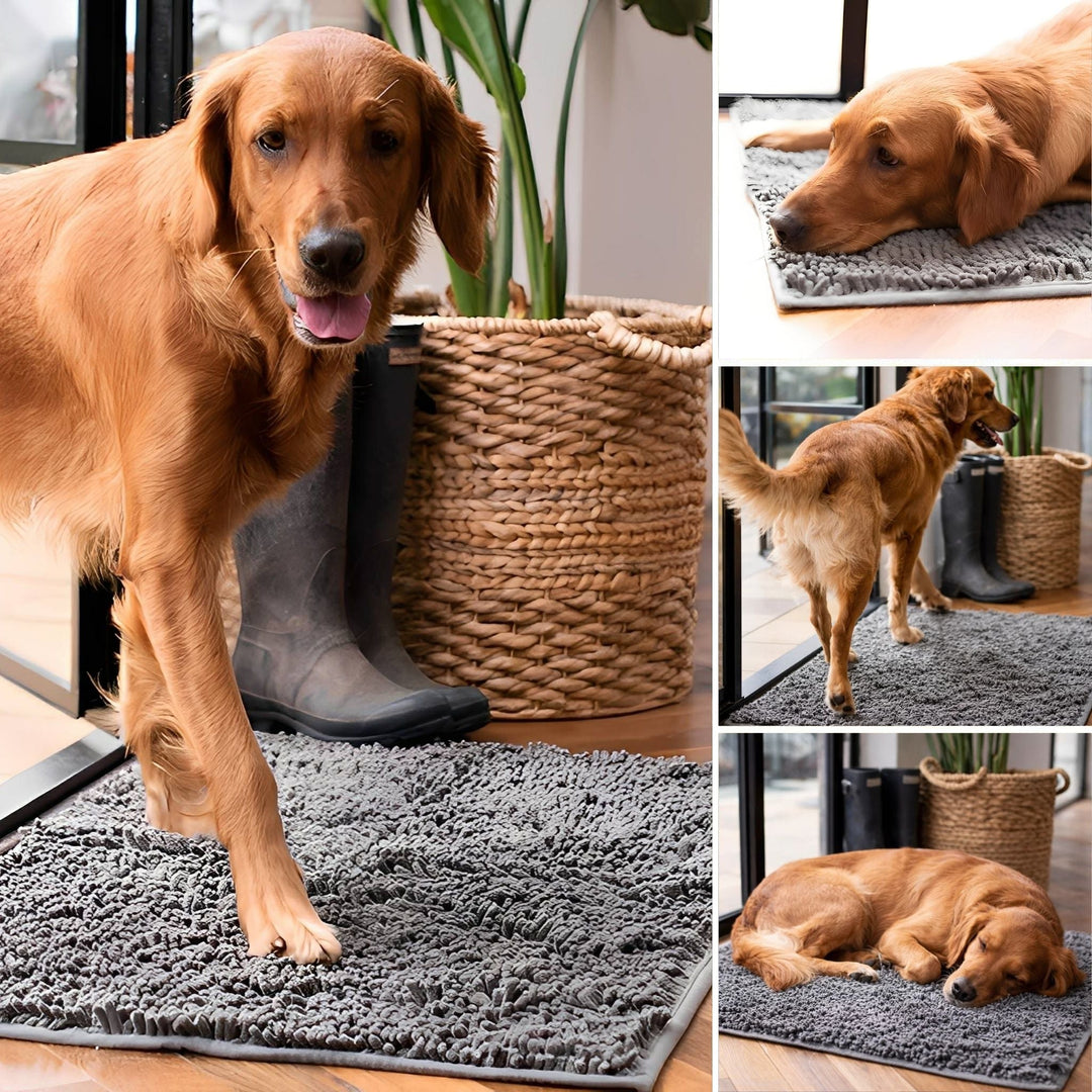 Collage eines goldbraunen Hundes im Eingangsbereich: beim Betreten der grauen Matte, liegend, von hinten und schlafend. 5