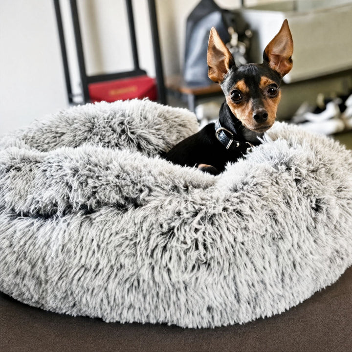 Kleiner schwarz-brauner Hund mit Halsband schaut aus dem Rand der grauen, melierten Plüsch-Donut-Höhle. 10