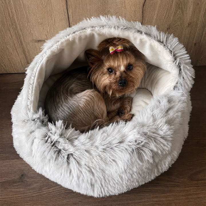 Kleiner Yorkshire Terrier mit Schleife im Haar liegt zusammengerollt in der grauen Plüschhöhle mit weißem Innenfutter. 9