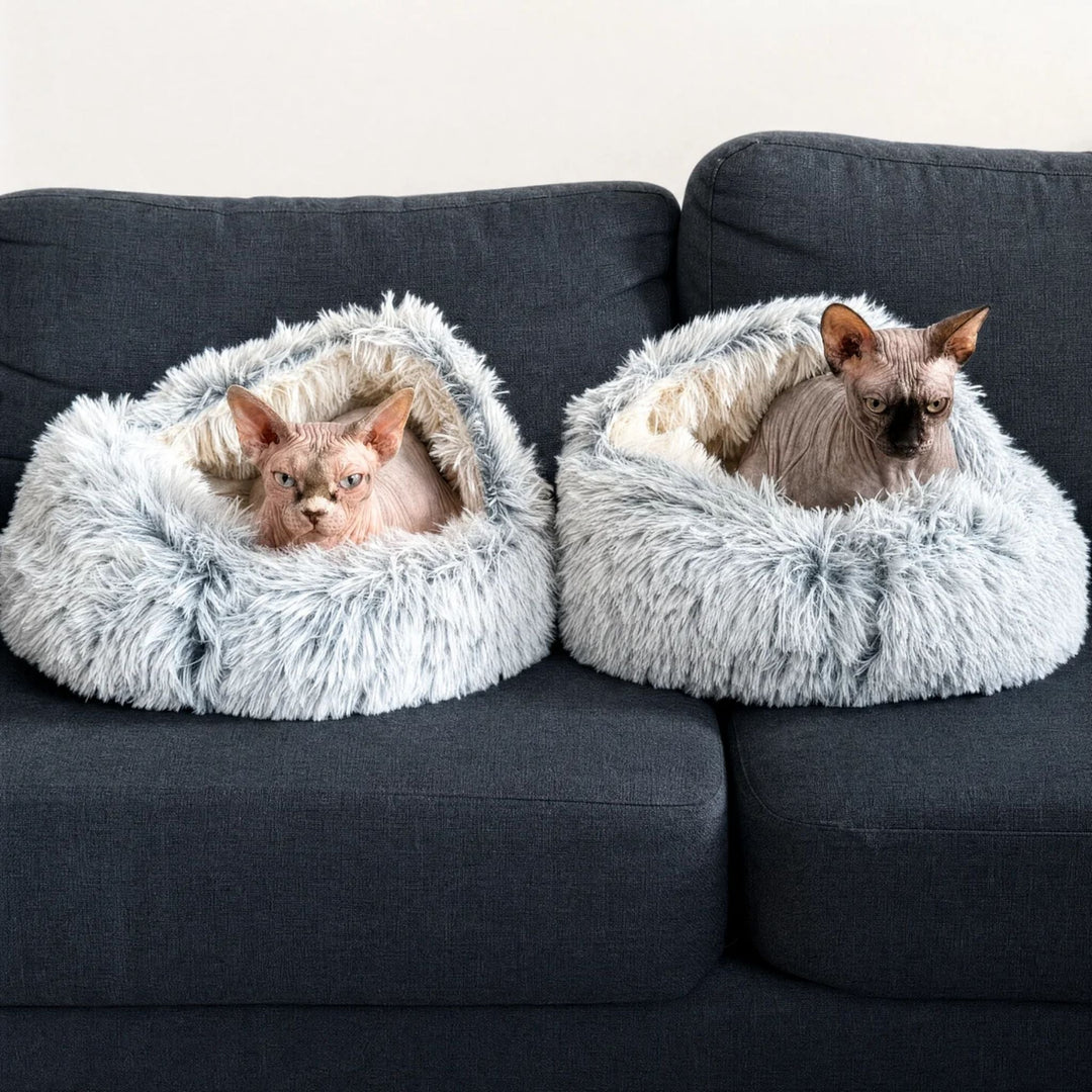 Zwei Nacktkatzen sitzen in zwei blaugrauen Plüschhöhlen nebeneinander auf einem dunkelgrauen Sofa. 8