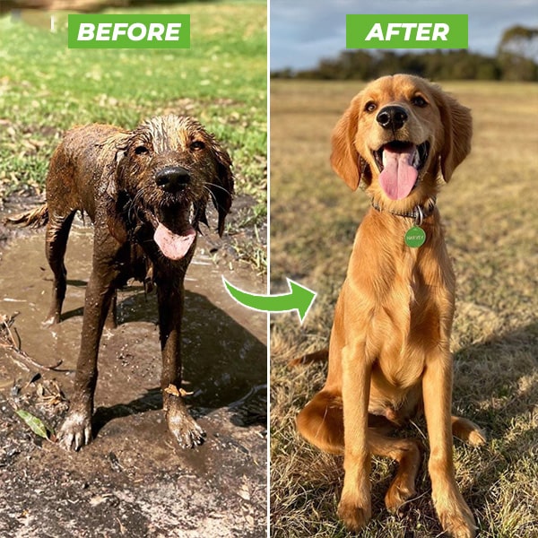 Dog shower spray - WashBuddy