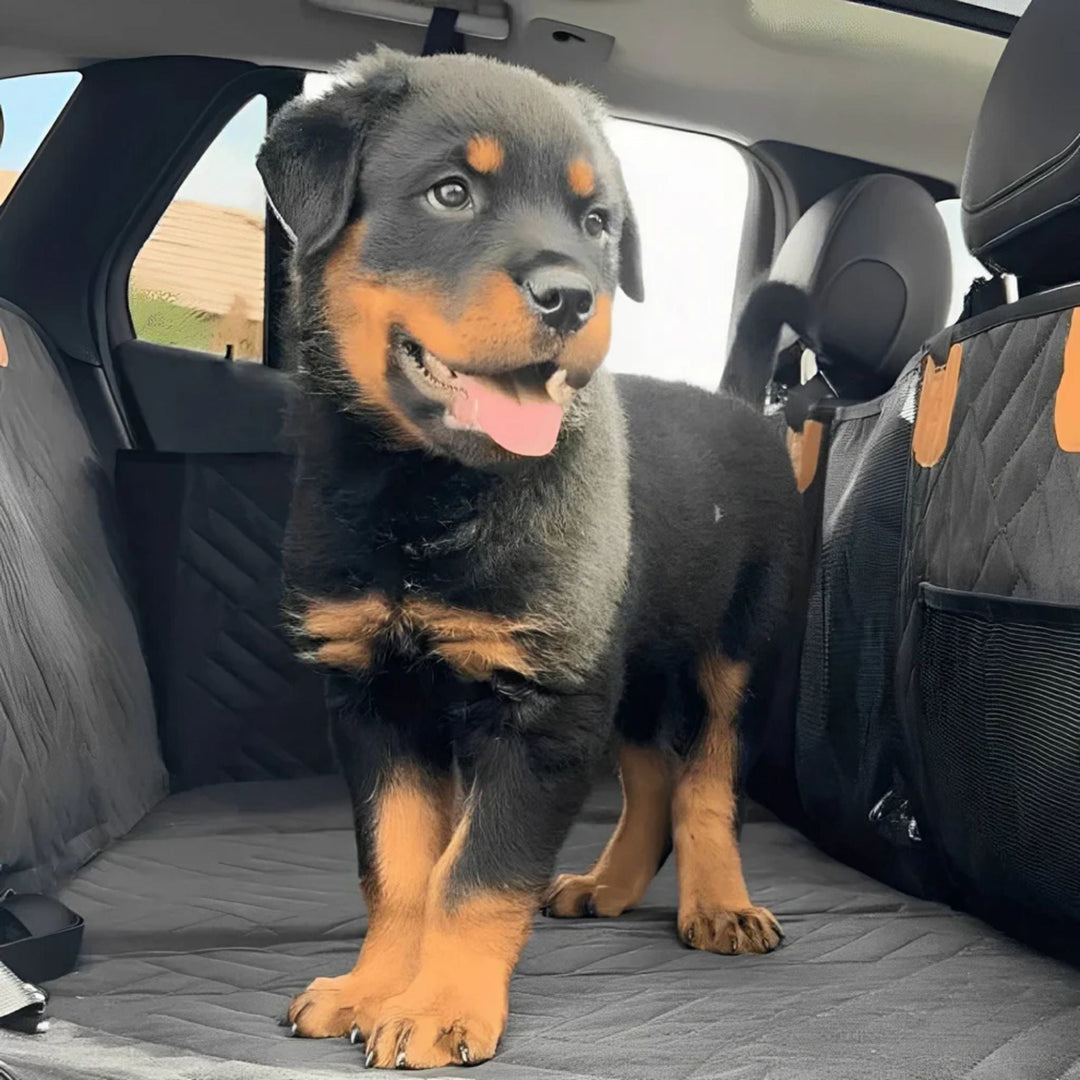 Rottweiler-Welpe steht auf der grauen Liegefläche der Rücksitzverlängerung im Auto, daneben die gesteppte Seitenwand mit Netztasche. 10