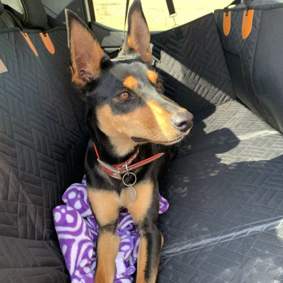 Junger Dobermann-Mischling liegt auf einer lilafarbenen Decke auf der schwarzen, gesteppten Rücksitzverlängerung im sonnigen Auto. 2