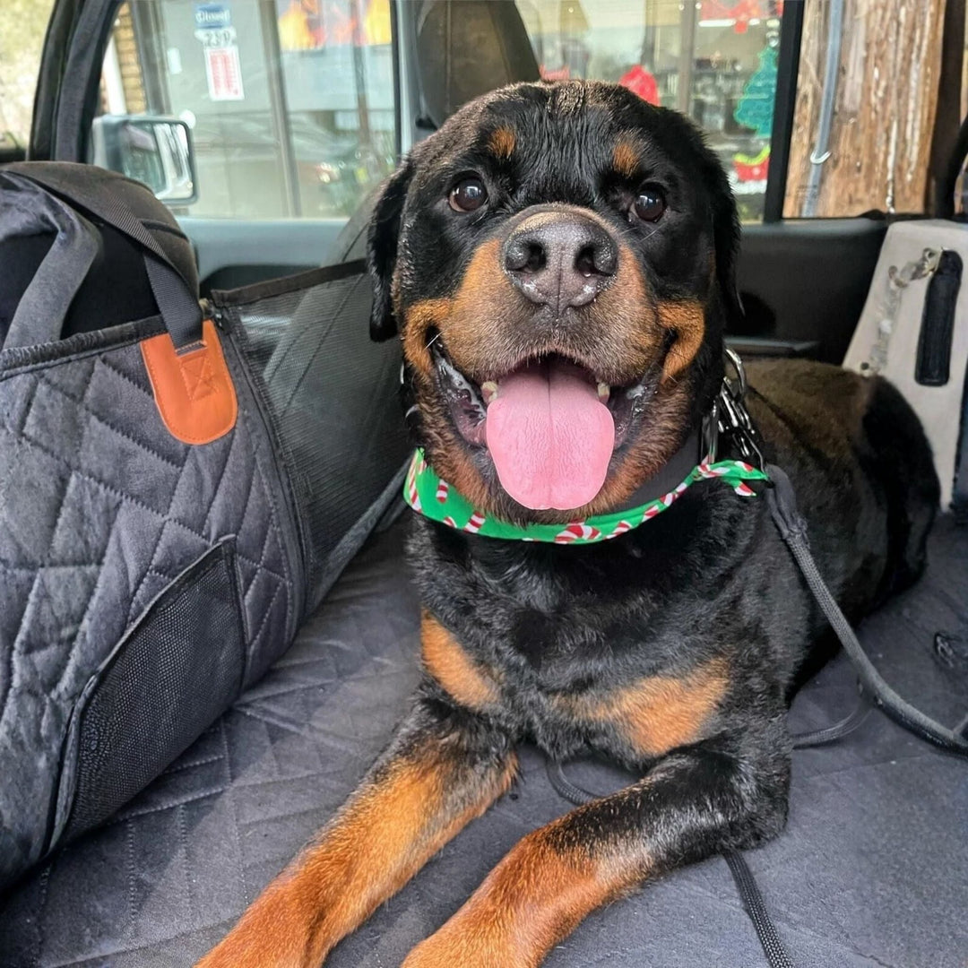 Lächelnder Rottweiler mit grünem Halstuch liegt im Auto neben der gesteppten Seitenwand mit Netztasche der schwarzen Rücksitzverlängerung. 3