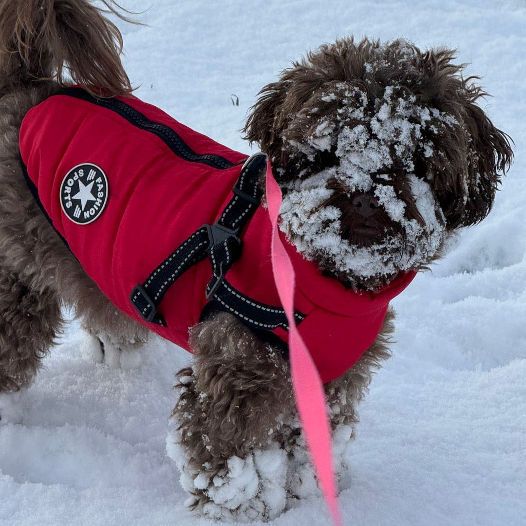 Brauner Zottelhund mit schneebedecktem Gesicht steht im Schnee und trägt den roten Mantel mit Geschirr an rosa Leine. 11